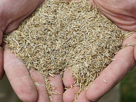 technician holding grass seed 