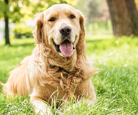 dog on lawn