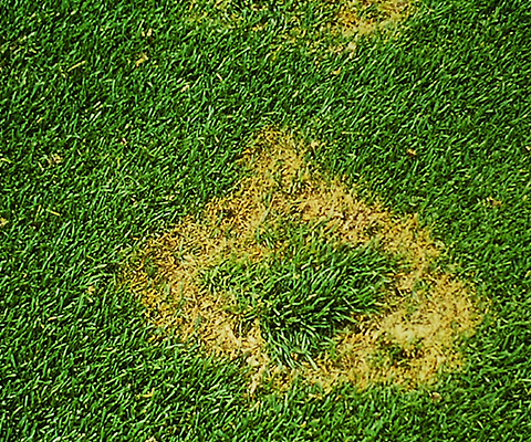 Necrotic Ring Spot