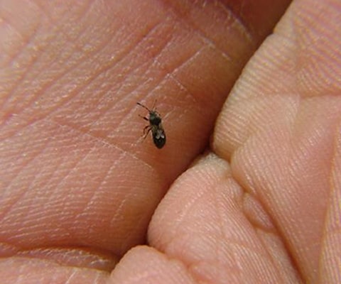 chinch bug