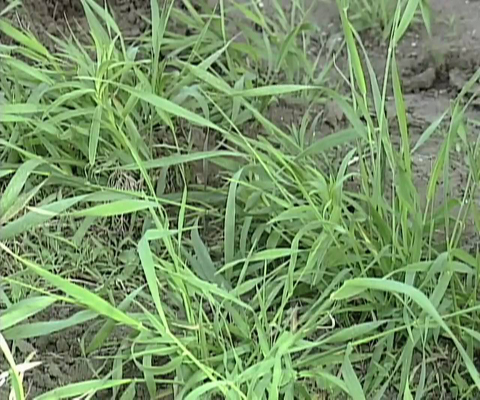 Quackgrass Lawn Care