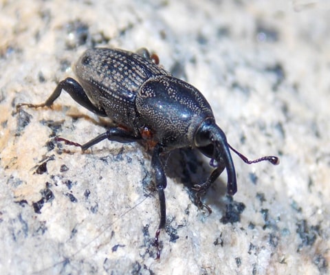 BillBug Lawn Care