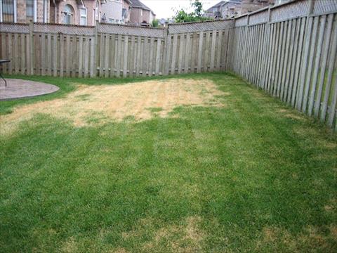 Melting out lawn