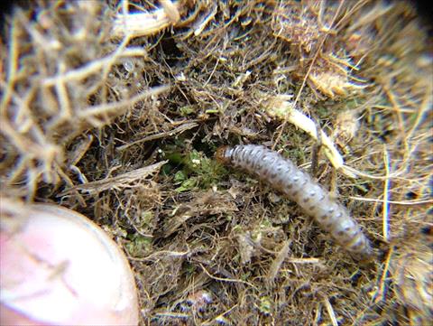 Sod Webworm