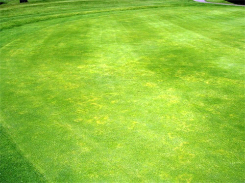 Yellow Patch