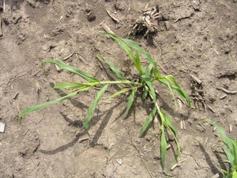 Wild Proso Millet