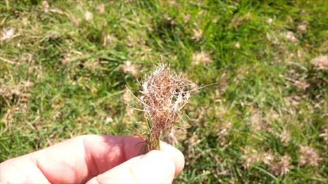 Nimblewill