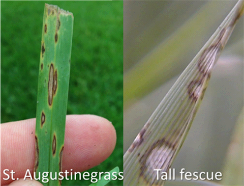 Gray Leaf Spot